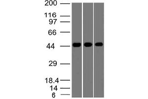 Image no. 1 for anti-Napsin (AA 150-350) antibody (ABIN5027389) (Napsin (AA 150-350) 抗体)