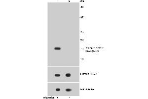 Lane 1: Etoposide treated HepG2 lysates, Lane 2: Untreated HepG2 lysates probed with Histone H2A. (H2AFX 抗体  (pSer139))