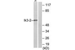 Western Blotting (WB) image for anti-Cdk5 and Abl Enzyme Substrate 2 (CABLES2) (AA 91-140) antibody (ABIN2889872) (CABLES2 抗体  (AA 91-140))