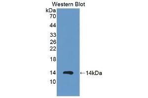 Detection of Recombinant S100A12, Procine using Polyclonal Antibody to S100 Calcium Binding Protein A12 (S100A12) (S100A12 抗体  (AA 2-92))