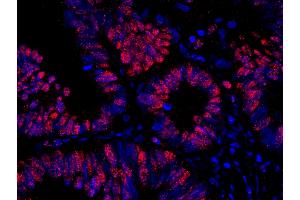 Immunofluorescence (IF) image for anti-RAN Binding Protein 3 (RANBP3) (AA 150-200) antibody (ABIN7449009) (RanBP3 抗体  (AA 150-200))