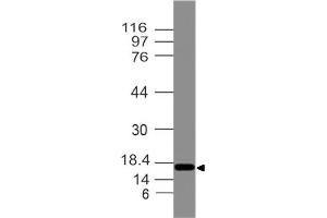 Image no. 1 for anti-Developmental Pluripotency Associated 3 Pseudogene 2 (DPPA3P2) antibody (ABIN5027789) (STELLAR 抗体)