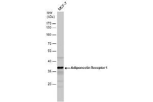 WB Image Adiponectin Receptor 1 antibody detects Adiponectin Receptor 1 protein by western blot analysis. (Adiponectin Receptor 1 抗体  (C-Term))
