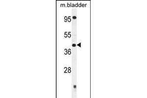 SLFNL1 Antibody (N-term) (ABIN654804 and ABIN2844479) western blot analysis in mouse bladder tissue lysates (35 μg/lane). (Schlafen-Like 1 抗体  (N-Term))
