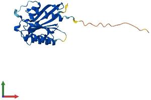 Protein Structure (PS) image for NFKB Inhibitor Interacting Ras-Like 2 (NKIRAS2) (AA 1-191) protein (His tag) (ABIN7560612)