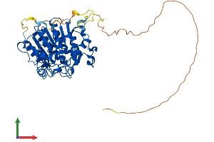 AlphaFold protein structure predicition of Human Recombinant HDAC2 Protein, UniprotID Q92769