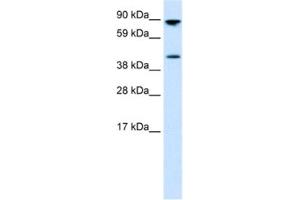 Western Blotting (WB) image for anti-Ets Variant 4 (ETV4) antibody (ABIN2460408) (ETV4 抗体)