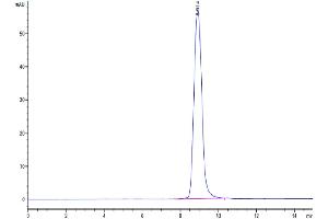 The purity of Cynomolgus IL-4 R alpha is greater than 95 % as determined by SEC-HPLC.