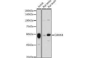 Western blot analysis of extracts of various cell lines, using C antibody (ABIN6130035, ABIN6137891, ABIN6137892 and ABIN6220925) at 1:1000 dilution. (CAMK4 抗体  (AA 304-473))