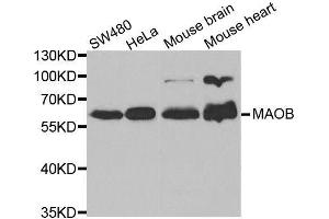 Western Blotting (WB) image for anti-Monoamine Oxidase B (MAOB) (AA 1-260) antibody (ABIN3022152)