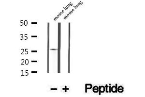 Western blot analysis of extracts of mouse lung tissue, using GSTM4 antibody. (GSTM4 抗体  (Internal Region))