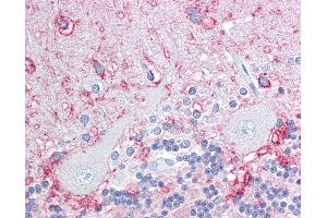 Anti-KAL1 / Anosmin antibody IHC of human brain, cerebellum. (Anosmin 抗体  (Internal Region))