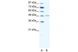 GABRA2 antibody (20R-1328) used at 0. (GABRA2 抗体  (Middle Region))