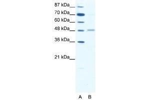 Western Blotting (WB) image for anti-gamma-aminobutyric Acid (GABA) A Receptor, alpha 2 (GABRA2) (Middle Region) antibody (ABIN926029)