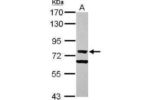 WB Image Sample (30 ug of whole cell lysate) A: Raji 7. (XRCC6 抗体)