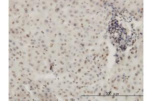 Immunostaining (ISt) image for anti-KH-Type Splicing Regulatory Protein (KHSRP) (AA 151-239) antibody (ABIN522037)