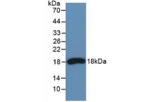 Detection of Recombinant RNASE3, Human using Monoclonal Antibody to Ribonuclease A3 (RNASE3) (RNASE3 抗体  (AA 30-154))