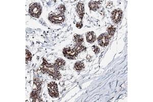 Immunohistochemical staining of human breast with C10orf33 polyclonal antibody  shows strong cytoplasmic positivity in glandular cells. (PYROXD2 抗体)