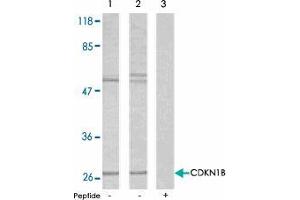 Western blot analysis using CDKN1B polyclonal antibody  . (CDKN1B 抗体  (Ser10))