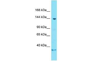 Host: Rabbit  Target Name: Gltscr1  Sample Tissue: Mouse Brain lysates  Antibody Dilution: 1. (Gltscr1 抗体  (C-Term))