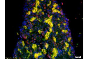 Immunofluorescence (IF) image for anti-Solute Carrier Family 6 (Neurotransmitter Transporter, serotonin), Member 4 (SLC6A4) (AA 401-500) antibody (ABIN735983)