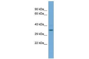GLOD4 antibody used at 0. (GLOD4 抗体  (N-Term))