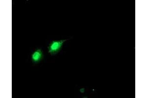 Anti-PHF21B mouse monoclonal antibody (ABIN2454780) immunofluorescent staining of COS7 cells transiently transfected by pCMV6-ENTRY PHF21B (RC204284). (PHF21B 抗体)
