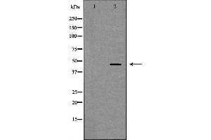Western blot analysis of Hela whole cell lysates, using TFDP1 Antibody.