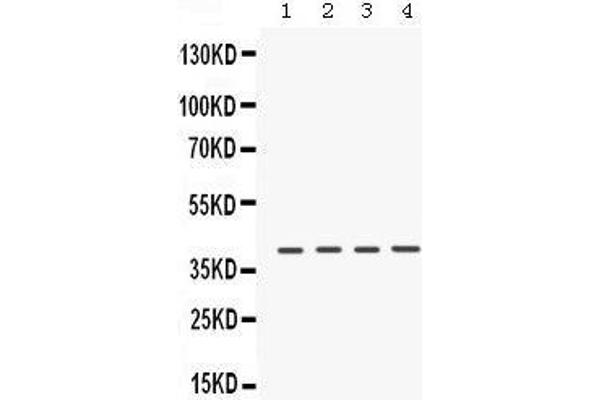 CSNK1A1 抗体  (N-Term)