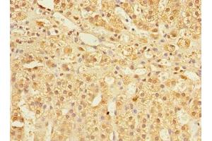Immunohistochemistry of paraffin-embedded human adrenal gland tissue using ABIN7148298 at dilution of 1:100 (COMMD1 抗体  (AA 1-190))
