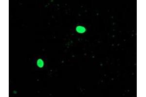 Anti-OGFOD1 mouse monoclonal antibody (ABIN2454366) immunofluorescent staining of COS7 cells transiently transfected by pCMV6-ENTRY OGFOD1 (RC206839). (OGFOD1 抗体)