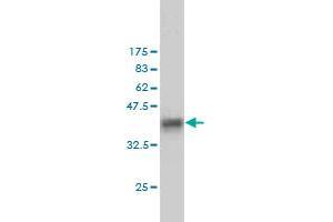 Western Blot detection against Immunogen (37.