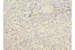 Immunohistochemistry of paraffin-embedded human spleen tissue using ABIN7168158 at dilution of 1:100 (PRPS1 抗体  (AA 1-318))