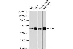 Western blot analysis of extracts of various cell lines using GDF9 Polyclonal Antibody at dilution of 1:3000. (GDF9 抗体)
