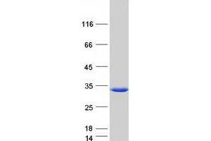 Validation with Western Blot