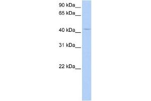 WB Suggested Anti-PECI Antibody Titration:  0. (PECI/ECI2 抗体  (Middle Region))