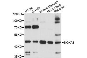 Western blot analysis of extracts of various cell lines, using NOXA1 antibody (ABIN6293863) at 1:3000 dilution.