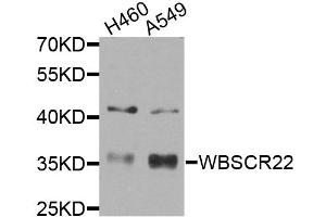 Western blot analysis of extracts of various cell lines, using WBSCR22 antibody (ABIN5974419) at 1/1000 dilution. (WBSCR22 抗体)