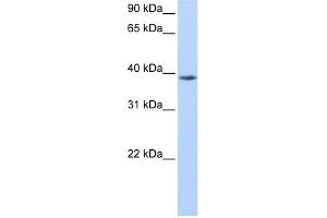 NUDT13 antibody used at 0. (NUDT13 抗体)