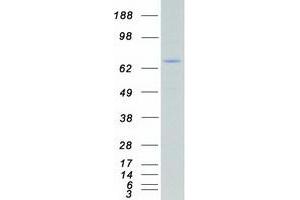 Validation with Western Blot
