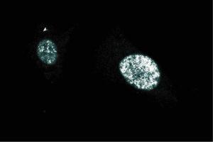 Immunofluorescent staining on BC3H1 cells (PARP1 抗体  (AA 22-219))