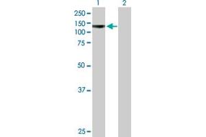 Western Blot analysis of PCDHA4 expression in transfected 293T cell line by PCDHA4 MaxPab polyclonal antibody. (PCDHA4 抗体  (AA 1-947))