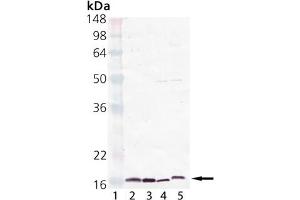 Western Blot analysis of Cyclophilin A, pAb . (PPIA 抗体)