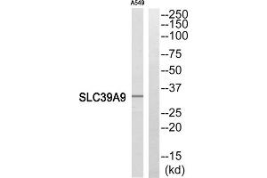 Western blot analysis of extracts from A549 cells, using SLC39A9 antibody. (SLC39A9 抗体  (Internal Region))