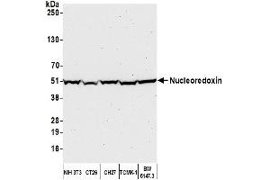 Western Blotting (WB) image for anti-Nucleoredoxin (NXN) (AA 385-435) antibody (ABIN7449243) (NXN 抗体  (AA 385-435))