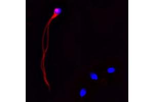 Immunofluorescence (IF) image for anti-Cathelicidin Antimicrobial Peptide (CAMP) antibody (ABIN571374)