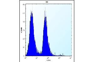 MLM Antibody (C-term) (ABIN6242125 and ABIN6577331) flow cytometric analysis of 293 cells (right histogram) compared to a negative control cell (left histogram). (Cutaneous Malignant Melanoma/dysplastic Nevus 抗体  (C-Term))