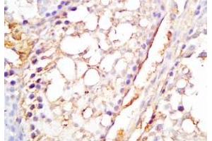 Mouse testis tissue was stained by Rabbit Anti-INSL6 C Peptide (Human) Antibody (INSL6 抗体  (Preproprotein))
