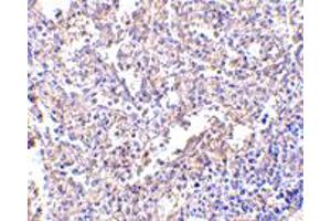 Immunohistochemistry of LY96 in human spleen with LY96 monoclonal antibody, clone 1A2E3  at 2.