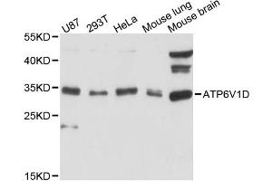 Western blot analysis of extracts of various cell lines, using ATP6V1D antibody (ABIN6290038) at 1:3000 dilution. (ATP6V1D 抗体)